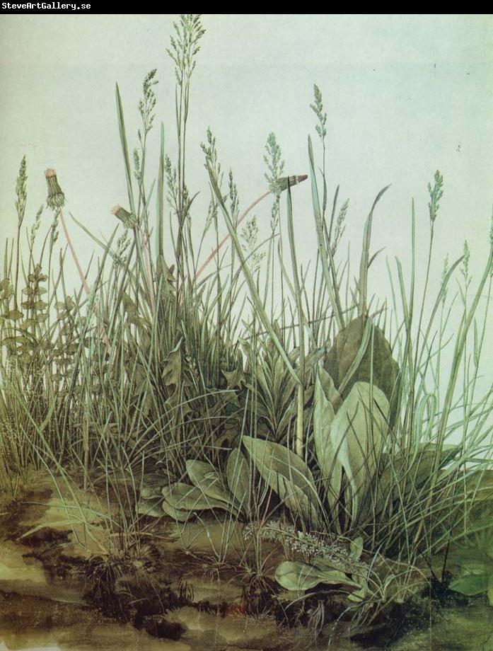 Albrecht Durer The Great Piece of Turf